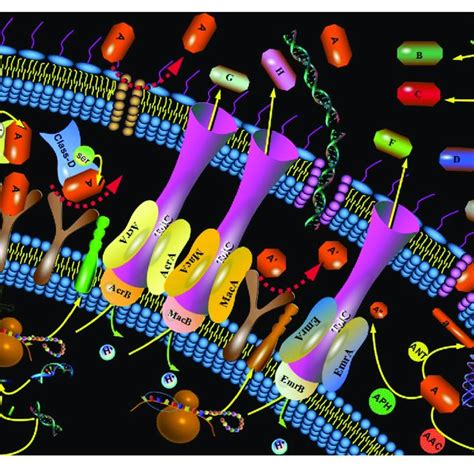 | Mechanism of antibiotic resistance. The mechanisms of antibiotic ...