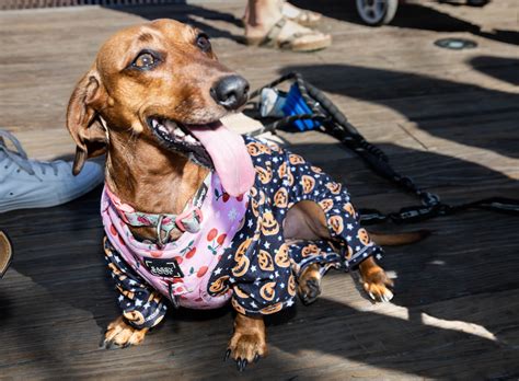 Adorable Wiener Dogs Will Invade the Wharf on Saturday - Washingtonian
