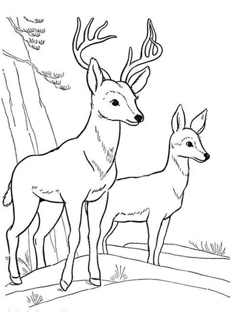 Brace Yourself For Rejuvenating Deer Colouring Pictures Enthusiastic To