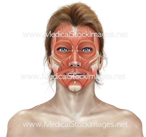 Muscles of the Head – Medical Stock Images Company