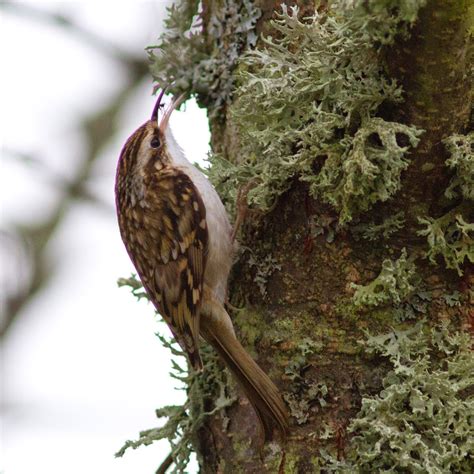 Trogtrogblog Bird Of The Week Treecreeper