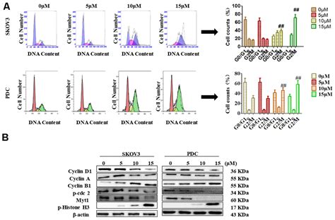 Cardamonin Induces G M Phase Arrest And Apoptosis Through Inhibition