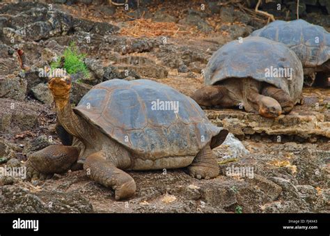 Galapagos Tortue Tortue G Ante Des Galapagos Porteri Chelonodis