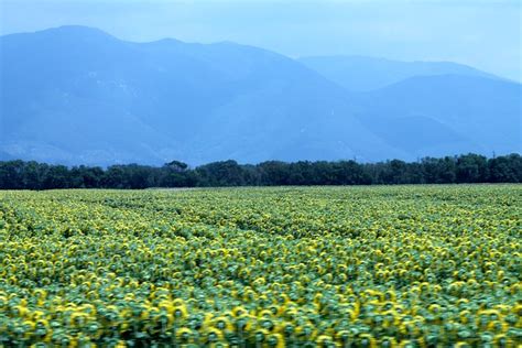 Sunflower Fields + Tuscany | Most Lovely Things