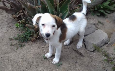 Golpe De Calor En Mascotas Te Contamos C Mo Identificarlo Y Qu Hacer