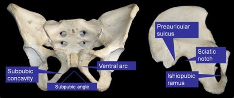 Why Is Preauricular Sulcus Deeper In Females Whysn