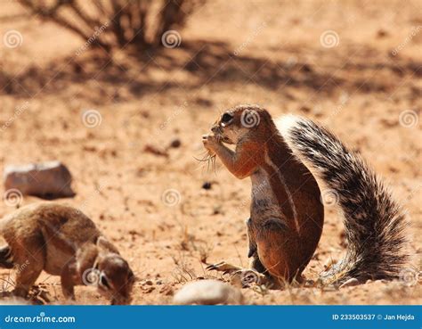 Close Up Of A Red Squirrel Walking On A Rope Sciurus Vulgaris Shallow