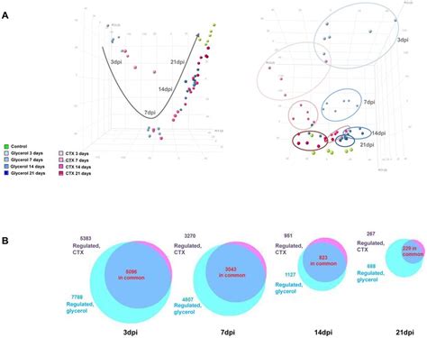 Overview Of Transcriptomic Analysis Showing Time Dependent Genome Wide Download Scientific