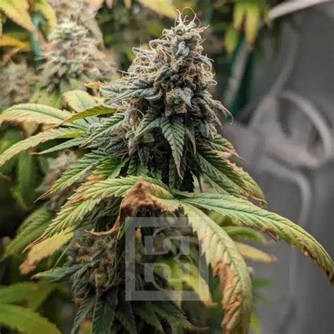 Apple Fritter Seeds 25 THC Buy Cannabis Seeds