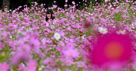 100万本のコスモス、秋風に揺れて 大阪・豊能 写真特集45 毎日新聞