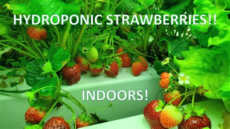 Indoor Hydroponic Strawberries Lots Of Berries Youtube