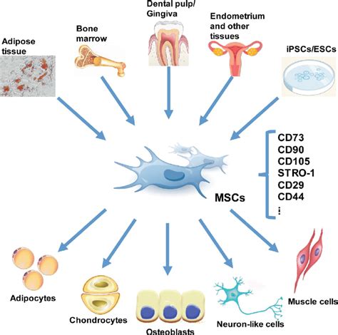 Mscs Can Be Isolated From A Variety Of Foetal Neonatal And Adult Download Scientific Diagram