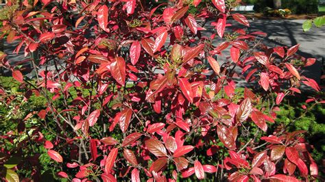 Viburnum nudum ‘Winterthur’ - Nursery Management