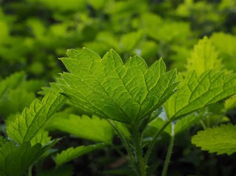 Urtica Urens Cultivation And Uses DIY Gardens