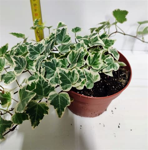 Bluszcz Hedera Helix Variegata Pi Kne Kolory