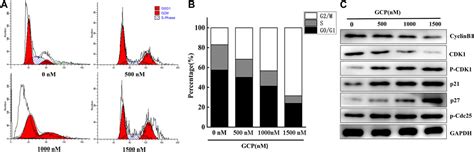 Frontiers Glucocappasalin Induces G M Phase Arrest Apoptosis And