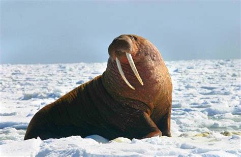 Walrus - Description, Habitat, Image, Diet, and Interesting Facts