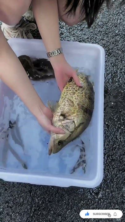 Handling Exotic Species Specialized Live Fish Packing Techniques Youtube