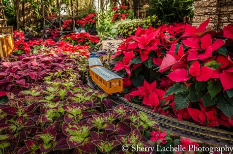 Krohn Conservatory Christmas Display | Sherry Lachelle Travels