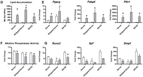 Intrinsic Sex Linked Variations In Osteogenic And Adipogenic