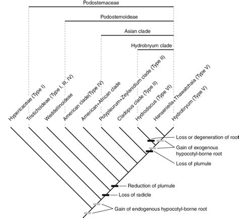 Scenario For Seedling Evolution In Podostemaceae Phylogenetic Tree Is