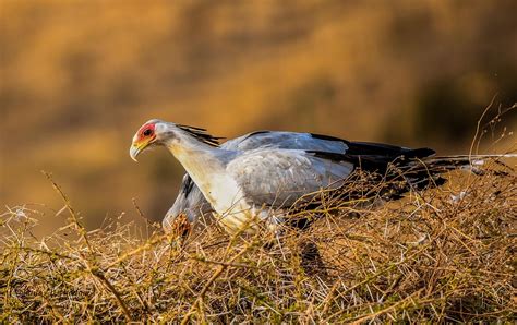 Ngorongoro Crater - Kalama Safaris