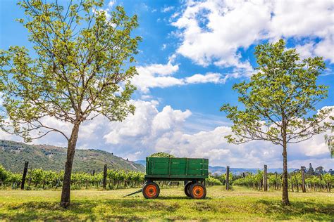 Green Wagon And Vineyard Photograph By Jess Kraft Fine Art America