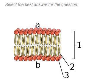 This is an image of the phospholipid bilayer. Based on what you know about the structure of the ...