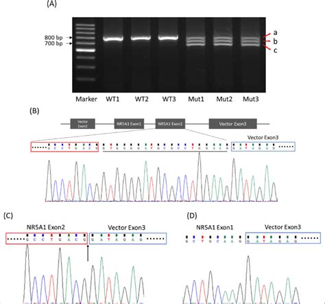 Minigene Splicing Reporter Assay For The C244gt Mutant A Rt Pcr