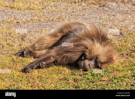 Gelada Baboon Theropithecus Gelada Sleeping On The Ground North