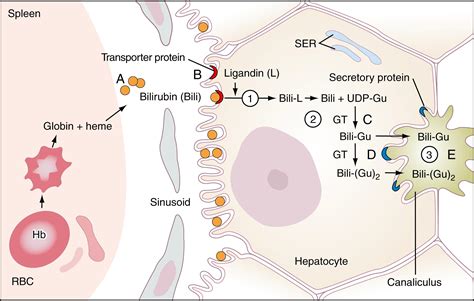 Evaluation Of Liver Function – Clinical Tree