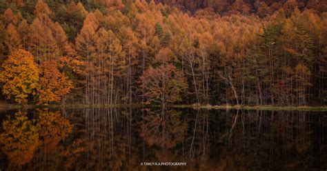 【長野県の絶景】御射鹿池の紅葉撮影記－黄金色に輝く神秘の池 一眼絶景 Ichigan Zekkei