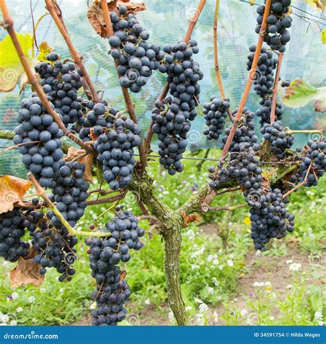 Reife Blaue Trauben Im Weinberg Stockfoto Bild Von Bauernhof