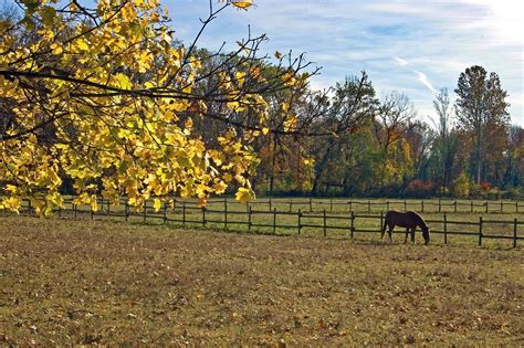 Comment l ostéopathie animale aide les chevaux dans leur bien être