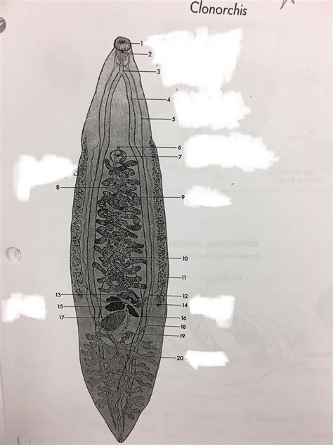 Fluke Anatomy Diagram | Quizlet