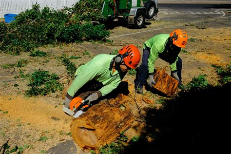 Stump Grinding Stump Removal Melbourne Jim S Trees