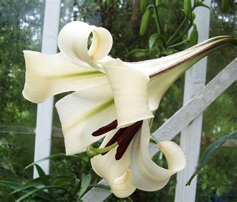 Lilium Brownii