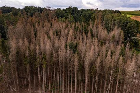 Acid Rain Effects On Humans Lungs