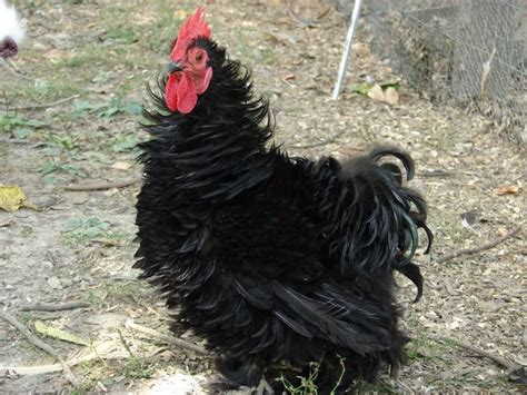 Black Frizzle Cochin Bantam Indiana Frizzle Chickens Cochin Chickens