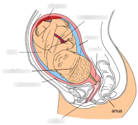 Fetus In Utero Diagram Quizlet