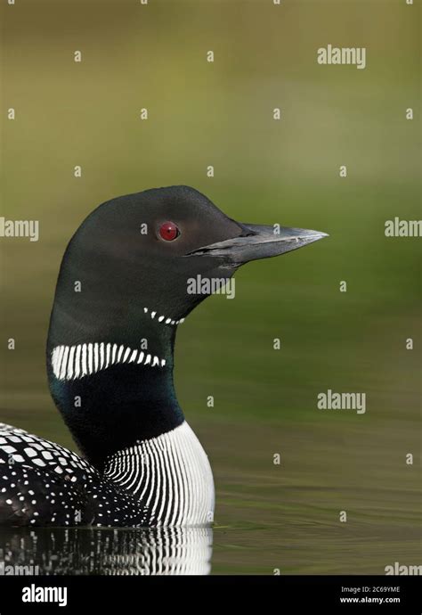 Common loon breeding plumage portrait hi-res stock photography and ...