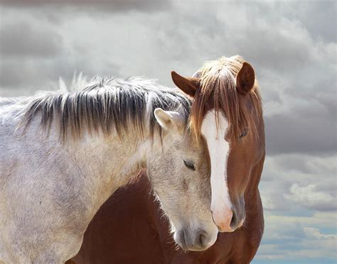 Wild Horse Love And Friendship Photograph by Rewild The Wild - Fine Art ...