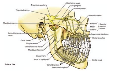 Mandibular Nerve Branches Diagram