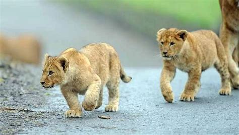 Lion Cubs At Knowsley Safari Park Pics Colin Lane Liverpool Echo