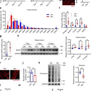 Sirt Overexpression Reduces Myotube Size A Western Blot Left And