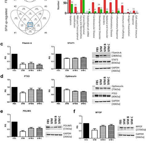 Comparison of protein expression profile. Protein identification and ...