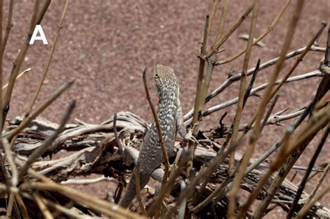 Nica En El Mundo Descubren Nueva Especie De Lagartija En Argentina