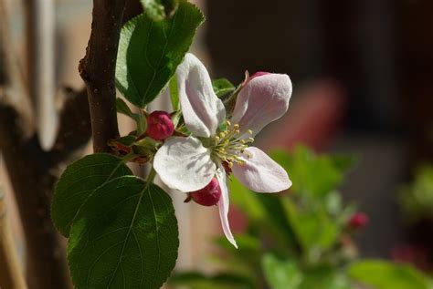 Blossom Apple Bloom Free Photo On Pixabay Pixabay