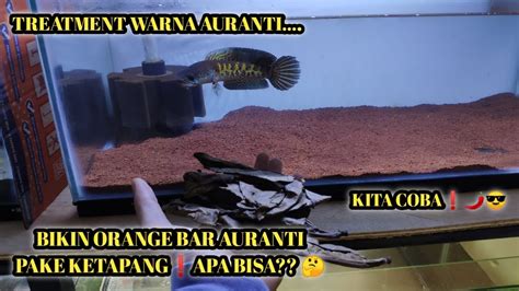 Treatment Warna Orange Auranti Pake Ketapang Apa Bisa Kita Coba