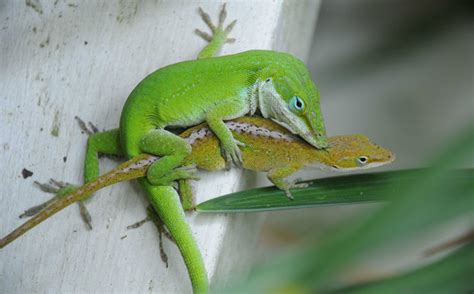 Lizard Penises Evolve 6x Faster Than Other Parts Science Aaas